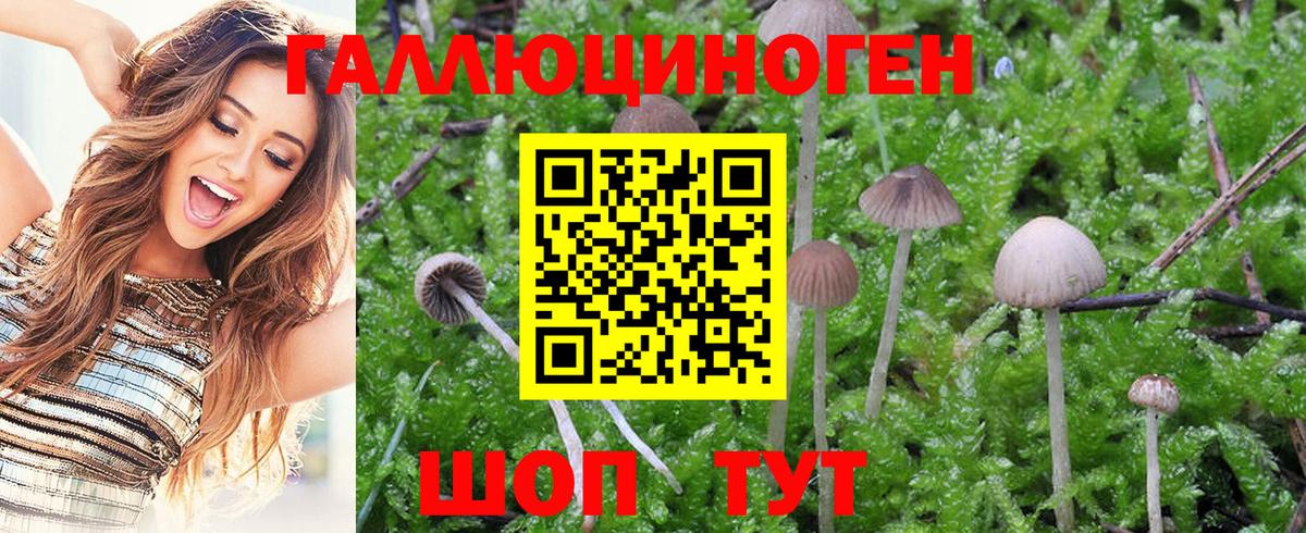 Псилоцибиновые грибы MAGIC MUSHROOMS Тында